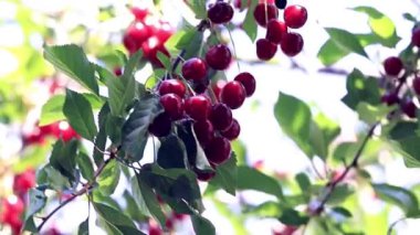 olgun parlak kırmızı meyveler kiraz ağacı dalları üzerinde