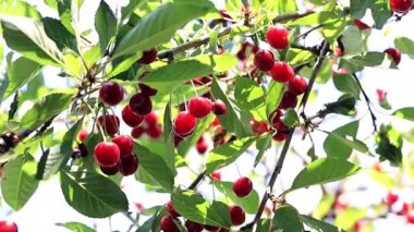 olgun parlak kırmızı meyveler kiraz ağacı dalları üzerinde