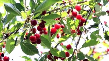 olgun parlak kırmızı meyveler kiraz ağacı dalları üzerinde