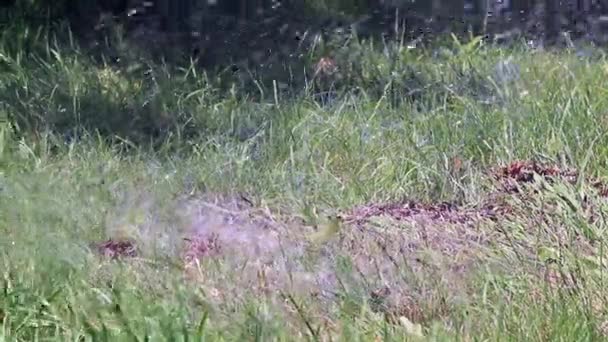 Een Stroom Van Schoon Water Valt Het Gras Wanneer Een — Stockvideo