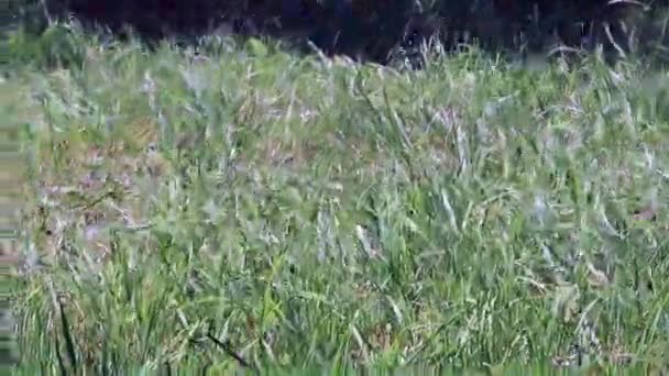 Stream Clean Water Falls Grass Watering Lawn — Stock Video