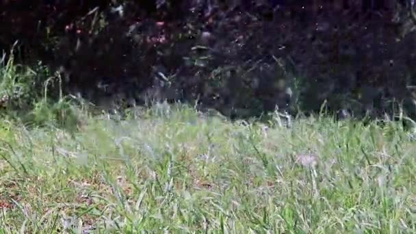 Una Corriente Agua Limpia Cae Sobre Hierba Regar Césped — Vídeo de stock