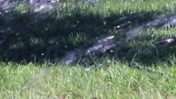 Ein Strom Sauberen Wassers Fällt Auf Das Gras Beim Gießen — Stockvideo