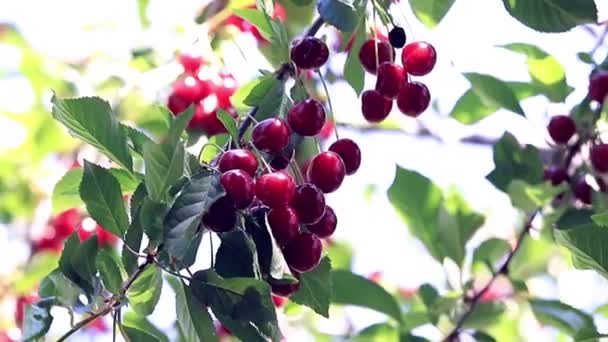 Reife Leuchtend Rote Beeren Auf Den Zweigen Eines Kirschbaums — Stockvideo