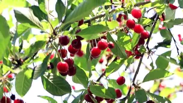 Reife Leuchtend Rote Beeren Auf Den Zweigen Eines Kirschbaums — Stockvideo