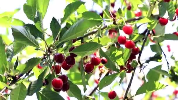 Reife Leuchtend Rote Beeren Auf Den Zweigen Eines Kirschbaums — Stockvideo