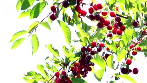 Rijpe Helder Rode Bessen Takken Van Een Kersenboom — Stockvideo