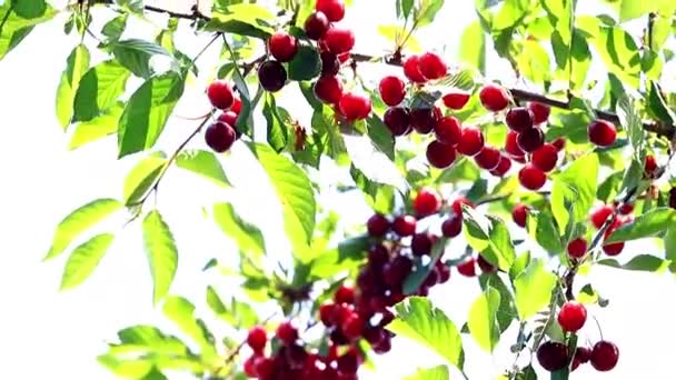 Ώριμα Φωτεινά Κόκκινα Μούρα Στα Κλαδιά Ενός Δέντρου Κερασιών — Αρχείο Βίντεο