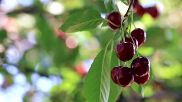 Reife Leuchtend Rote Beeren Auf Den Zweigen Eines Kirschbaums — Stockvideo