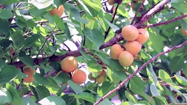 Frutos Ensolarados Frescos Maduros Nos Ramos Damasco — Vídeo de Stock