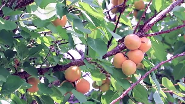 Frutas Frescas Maduras Soleadas Las Ramas Del Albaricoque — Vídeos de Stock