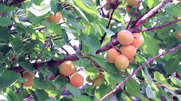 杏树枝上成熟的新鲜阳光水果 — 图库视频影像