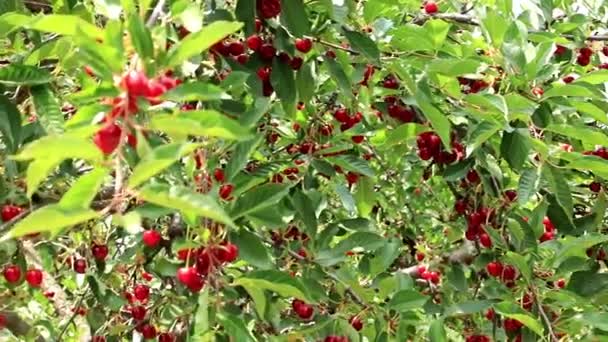 Reife Leuchtend Rote Beeren Auf Den Zweigen Eines Kirschbaums — Stockvideo