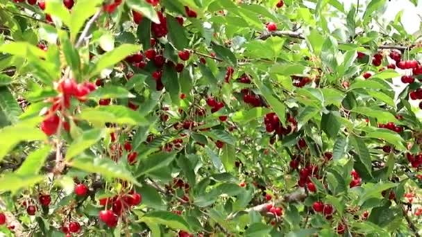 Reife Leuchtend Rote Beeren Auf Den Zweigen Eines Kirschbaums — Stockvideo