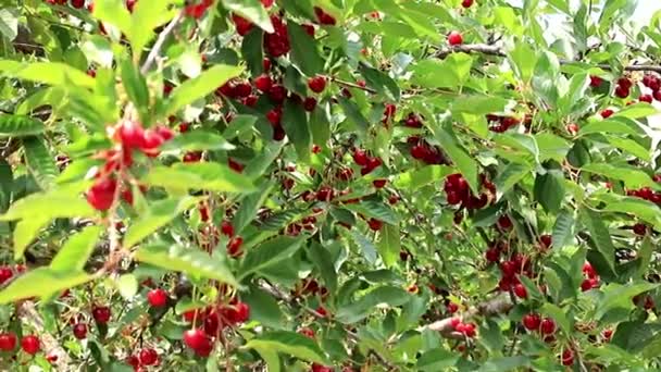 Стиглі Яскраво Червоні Ягоди Гілках Вишневого Дерева — стокове відео