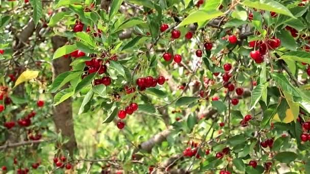 Baies Rouges Vives Mûres Sur Les Branches Cerisier — Video