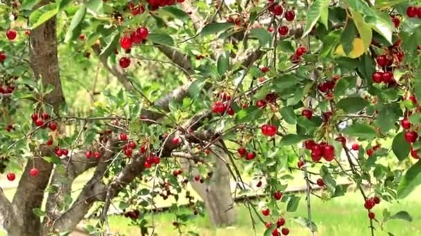 Olgun Parlak Kırmızı Meyveler Kiraz Ağacı Dalları Üzerinde — Stok video