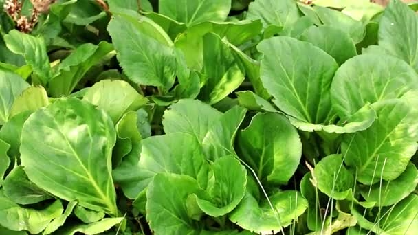 Decoratieve Tuinplant Bergnia Crassiflia Een Gazon — Stockvideo