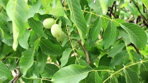 Hermosas Nueces Entre Las Hojas Las Ramas Árbol — Vídeos de Stock