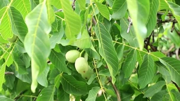 Beautiful Walnuts Leaves Branches Tree — Stock Video