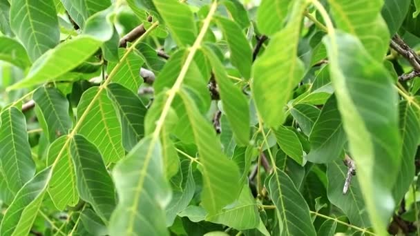 Beautiful Walnuts Leaves Branches Tree — Stock Video