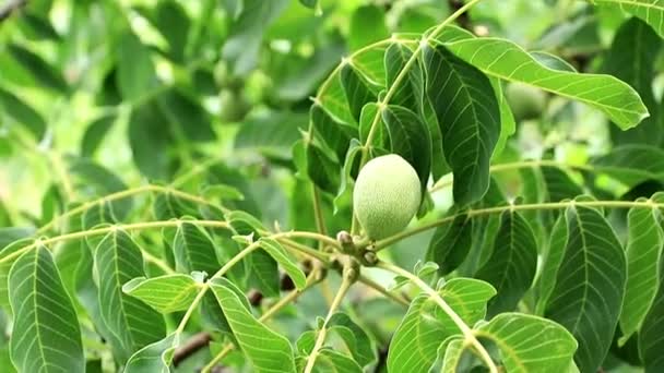 Hermosas Nueces Entre Las Hojas Las Ramas Árbol — Vídeos de Stock