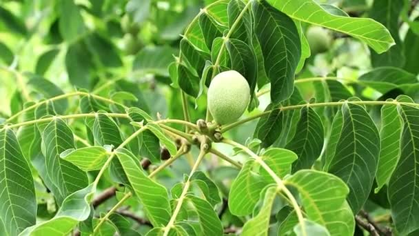 Hermosas Nueces Entre Las Hojas Las Ramas Árbol — Vídeos de Stock