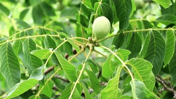 Krásný Vlašské Ořechy Mezi Listy Větvích Stromu — Stock video