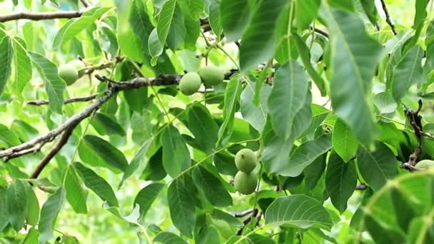 Hermosas Nueces Entre Las Hojas Las Ramas Árbol — Vídeos de Stock