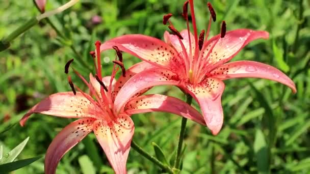 風装飾用庭飾りとしてユリの花が揺れる — ストック動画