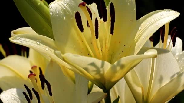 風装飾用庭飾りとしてユリの花が揺れる — ストック動画