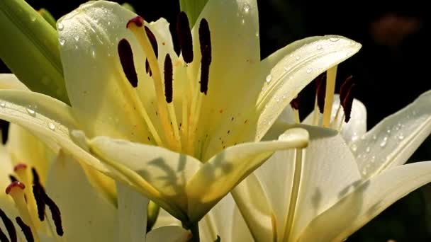 Rüzgar Lily Çiçek Süs Bahçe Süs Sallıyor — Stok video