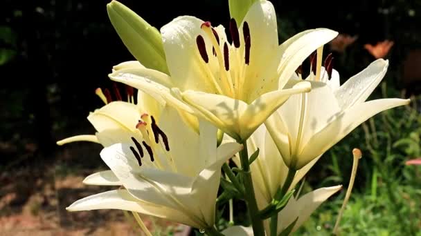 Rüzgar Lily Çiçek Süs Bahçe Süs Sallıyor — Stok video
