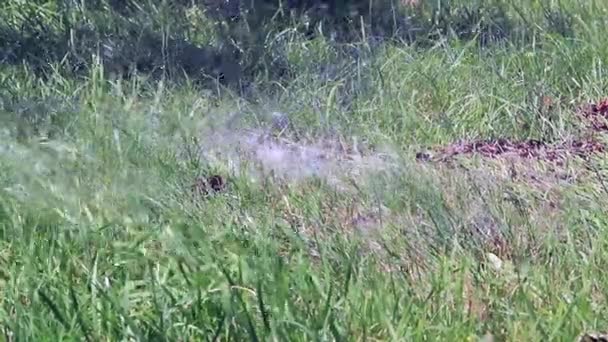 Strumień Czystej Wody Spada Trawie Podczas Podlewania Trawnika — Wideo stockowe