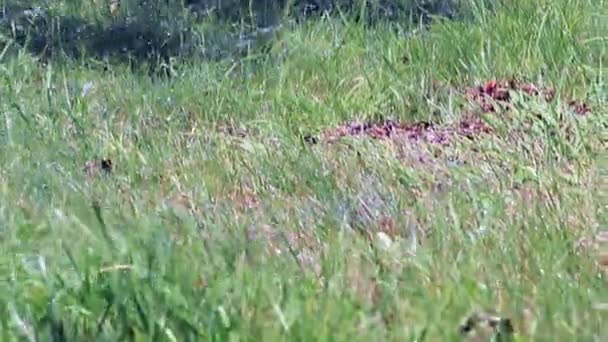 Stream Clean Water Falls Grass Watering Lawn — Stock Video