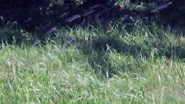 Ein Strom Sauberen Wassers Fällt Auf Das Gras Beim Gießen — Stockvideo