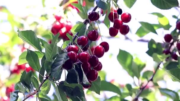 Ώριμα Φωτεινά Κόκκινα Μούρα Στα Κλαδιά Ενός Δέντρου Κερασιών — Αρχείο Βίντεο