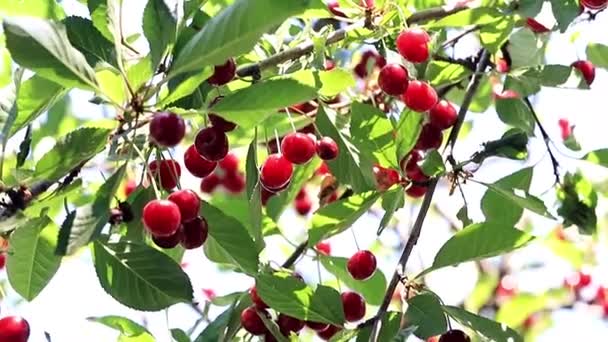 Reife Leuchtend Rote Beeren Auf Den Zweigen Eines Kirschbaums — Stockvideo