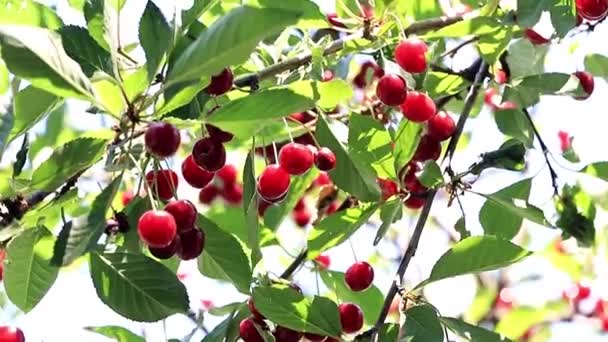 Dojrzałe Czerwone Owoce Gałęziach Wiśniowego Drzewa — Wideo stockowe