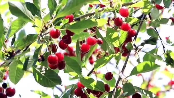 Olgun Parlak Kırmızı Meyveler Kiraz Ağacı Dalları Üzerinde — Stok video