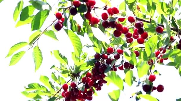 Baies Rouges Vives Mûres Sur Les Branches Cerisier — Video