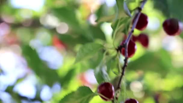 Érett Fényes Piros Bogyós Gyümölcsök Cseresznye Ágait — Stock videók
