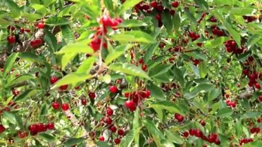 olgun parlak kırmızı meyveler kiraz ağacı dalları üzerinde