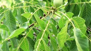 bir ağaç dalı yapraklarda arasında güzel ceviz