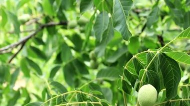 bir ağaç dalı yapraklarda arasında güzel ceviz