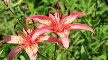güzel güneşli taze bahçe süs çiçek lily'nın bahçesinde