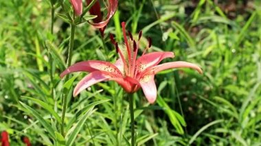güzel güneşli taze bahçe süs çiçek lily'nın bahçesinde