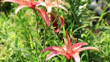 güzel güneşli taze bahçe süs çiçek lily'nın bahçesinde