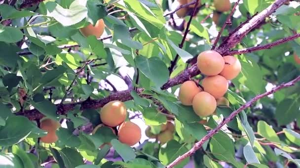 Kayısı Ağacının Dalları Üzerinde Olgunlaşmış Taze Güneşli Meyve — Stok video