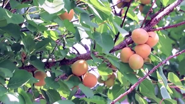Ώριμα Φρούτα Sunny Στα Κλαδιά Των Δέντρων Βερικοκιών — Αρχείο Βίντεο
